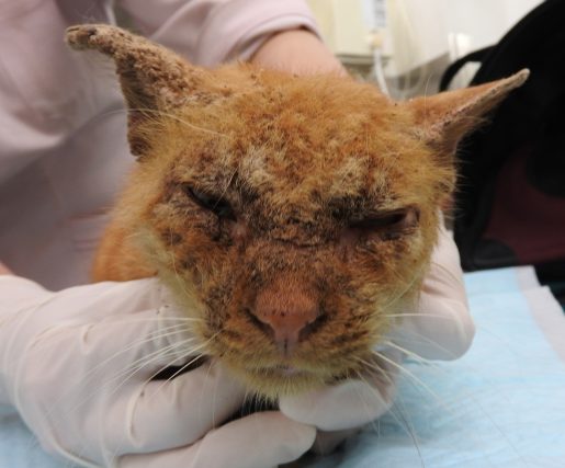 疥癬(カイセン) 松戸市・市川市 - かんじ動物病院