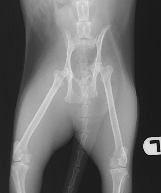 骨盤骨折（仙腸関節脱臼） | 松戸市・市川市 - かんじ動物病院