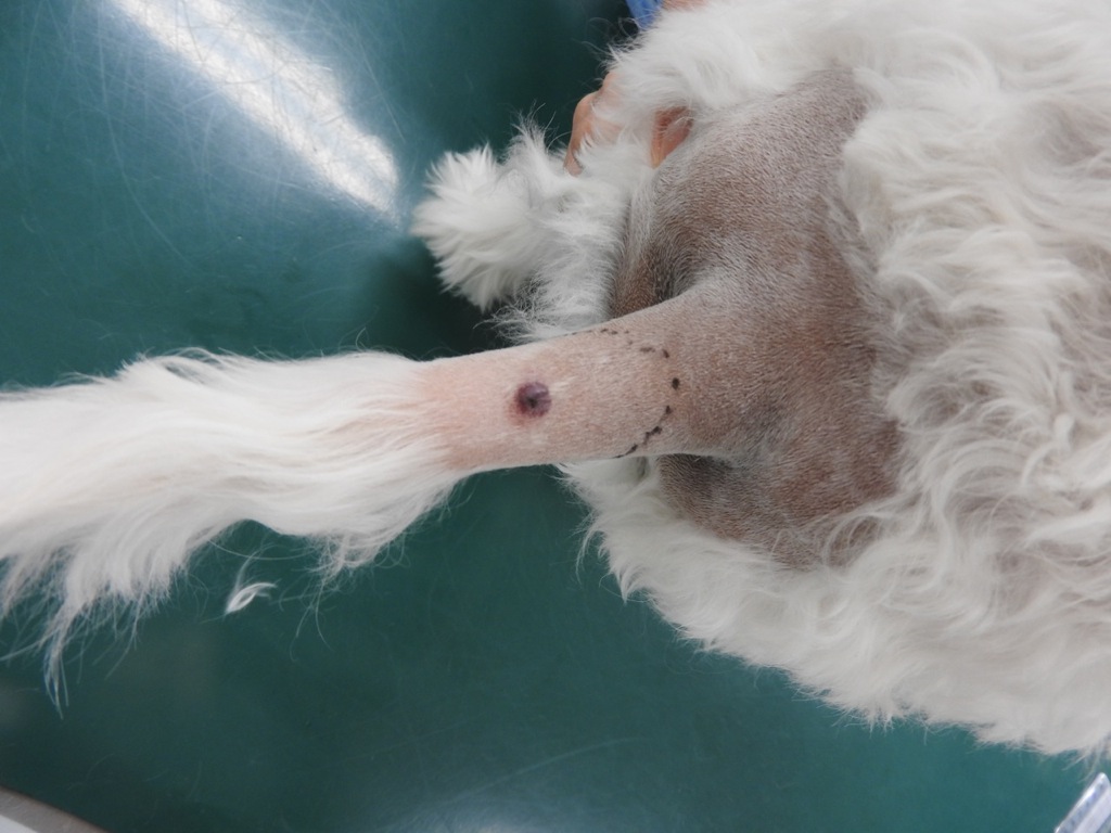 皮膚肥満細胞腫 断尾 松戸市 市川市 かんじ動物病院 皮膚肥満細胞腫 断尾 松戸市 市川市 かんじ動物病院