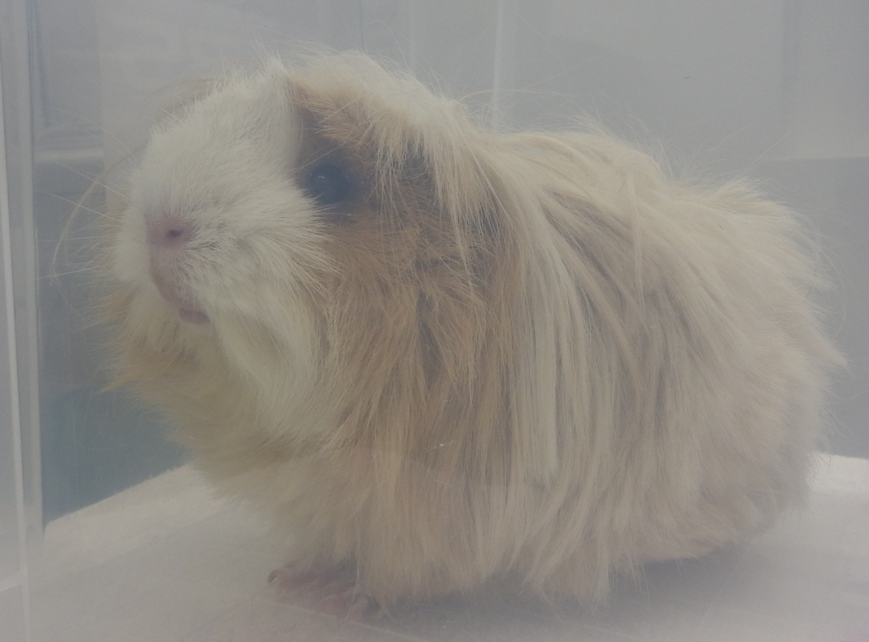 モルモットの体表腫瘤 松戸市 市川市 かんじ動物病院 モルモットの体表腫瘤 松戸市 市川市 かんじ動物病院